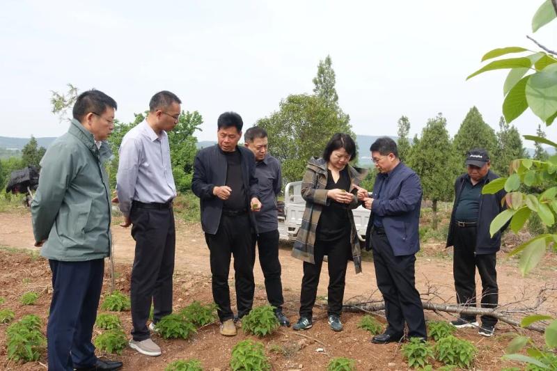 国际专家把脉王母草（狭基线纹香茶菜）产业——中欧科创中心张岱挺、法国巴黎萨克雷大学叶世欣教授一行考察王母草产业